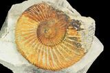 Ammonite (Ataxioceras) Fossil in Rock - Drügendorf, Germany #125856-1